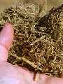 Handful of sugarcane residue bagasse. Photo: Warren Gretz. Courtesy NREL